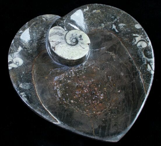 Heart Shaped Fossil Goniatite Dish #8997